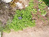 Potentilla Montana (fam. Rosacees) (Pyrenees) (01) (Photo F. Mrugala)